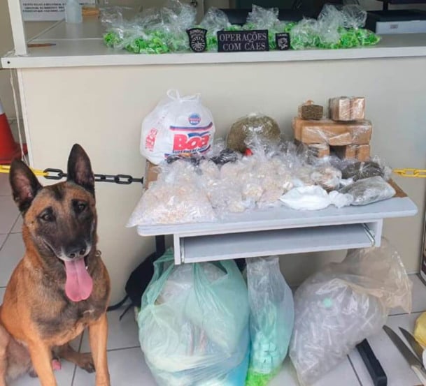 Canil da GMJ apreende drogas no Jardim Tamoio. (Foto: Divulgação)