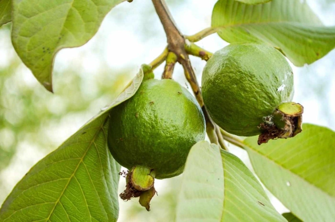 Aprenda passos importantes para cultivar uma linda goiabeira em vaso