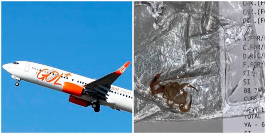 Passageiro da Gol é picado por escorpião. (Foto: Divulgação)