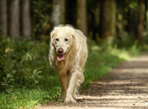 golden-retriever-floresta-compressed