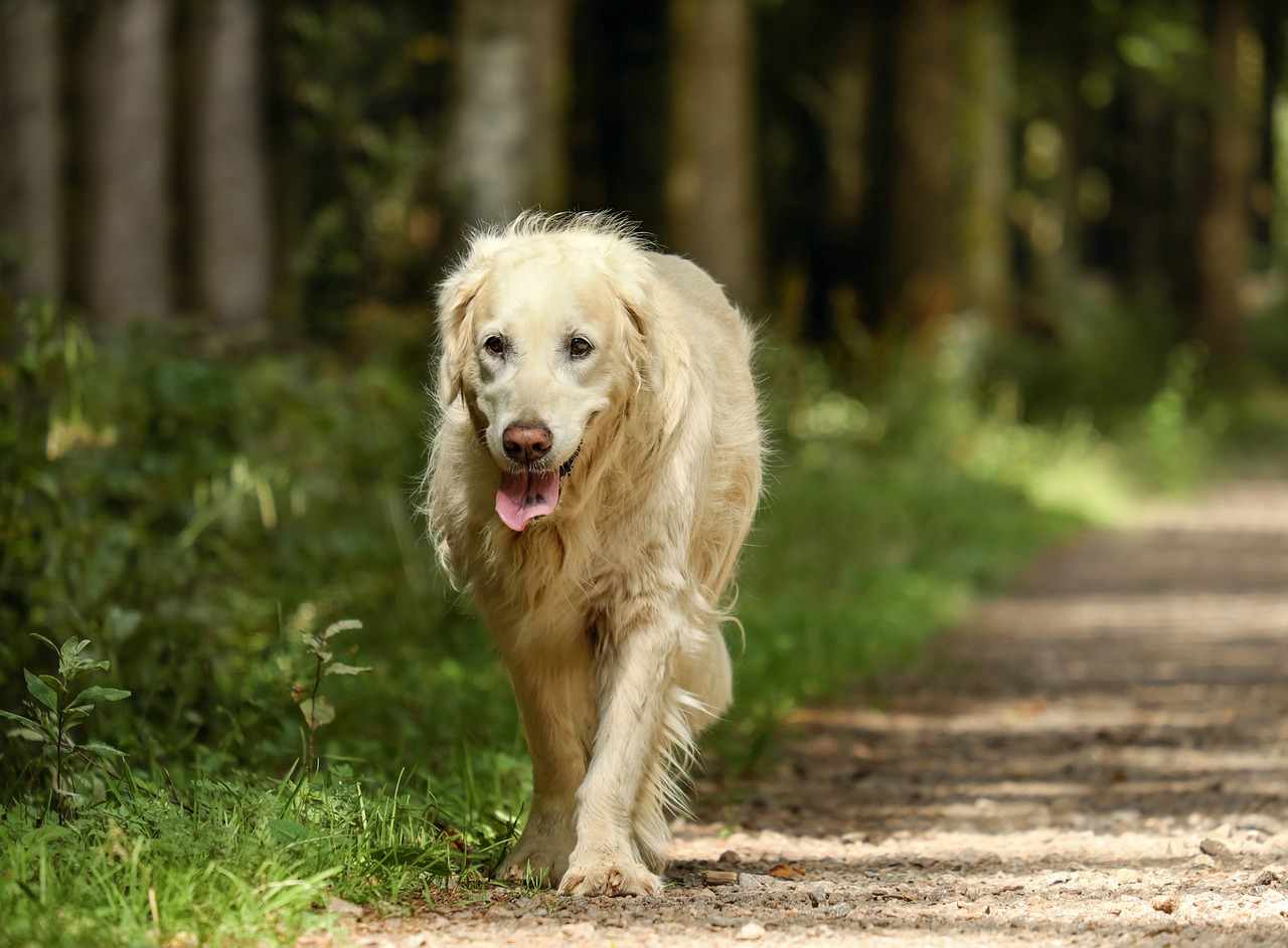 golden-retriever-floresta-compressed