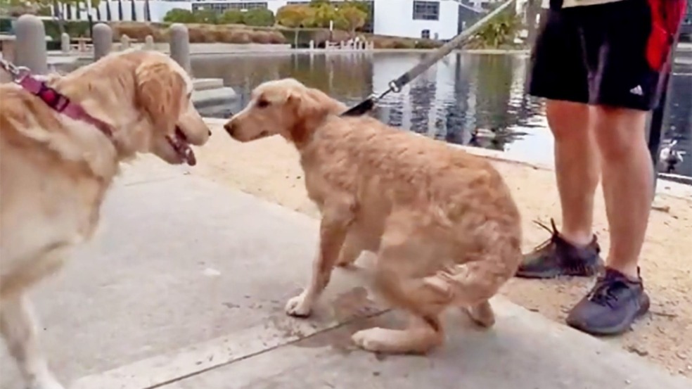 (Foto: Courtesy Of Pawbrey / Tiktok)