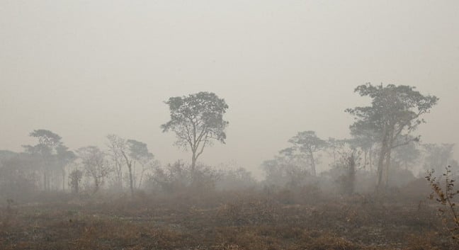 Matas queimadas após incêndio no Pantanal