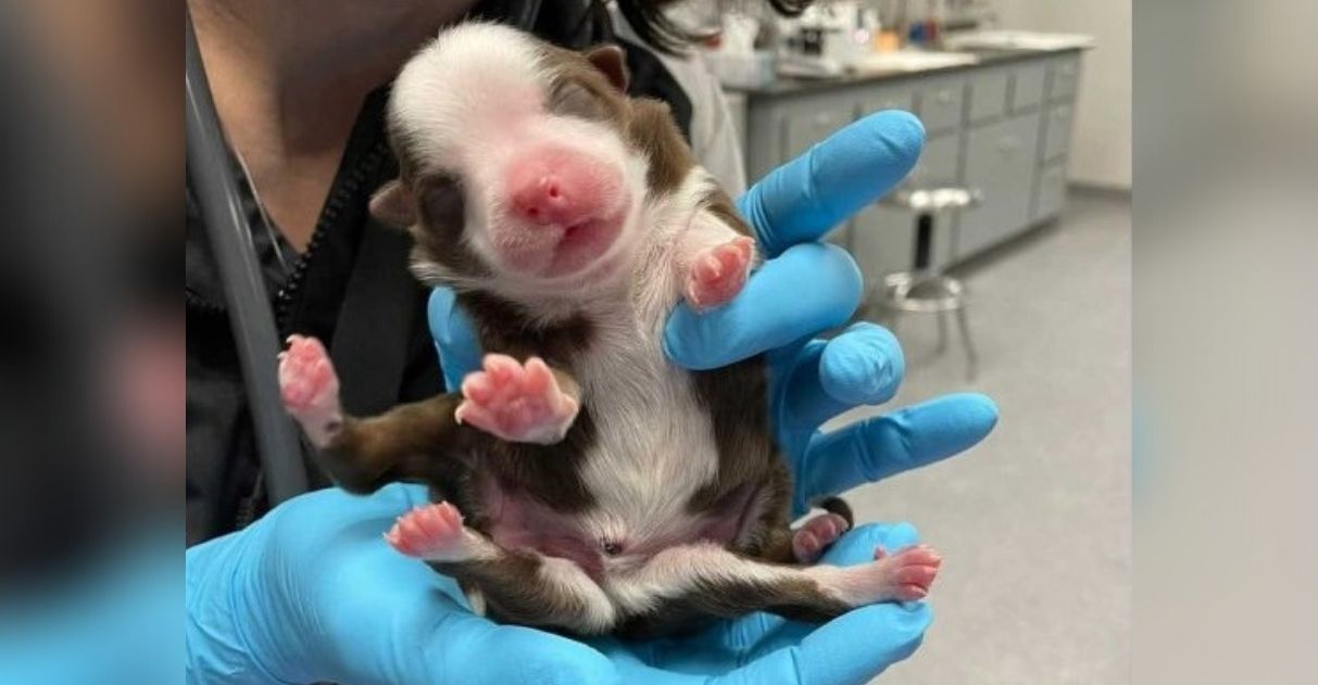 Cachorro nasce com 6 patas e 2 rabos “Totalmente saudável”
