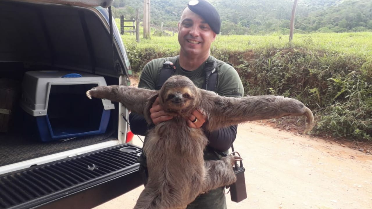 GMJ resgata bicho preguiça em chácara no bairro Terra Nova -