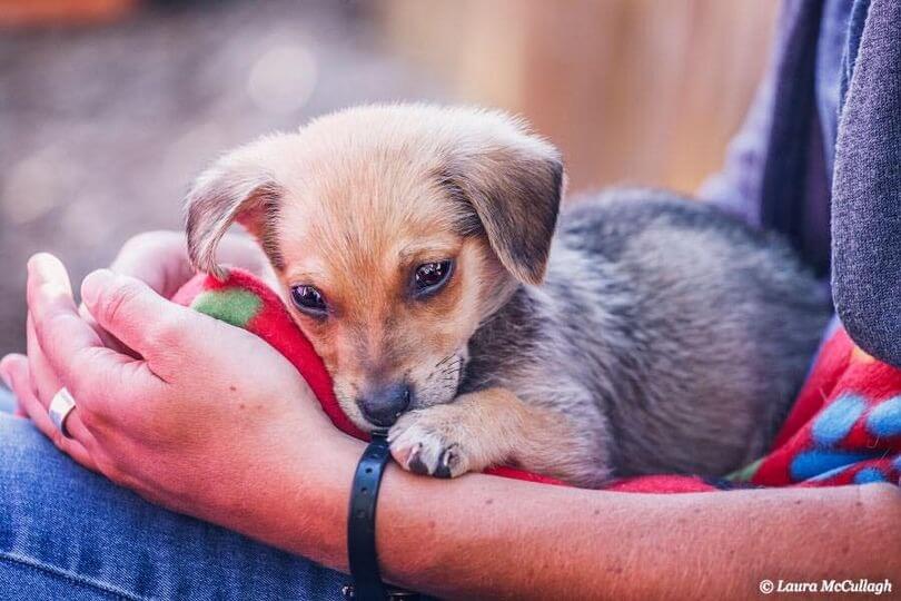 Pessoa com cachorrinho no colo