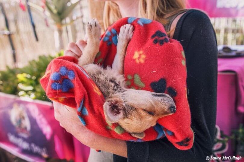 Pessoa com cachorrinho no colo