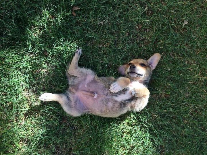 Cachorro deitado de barriga para cima em gramado