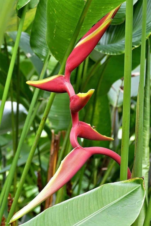 heliconia-collinsiana-compressed