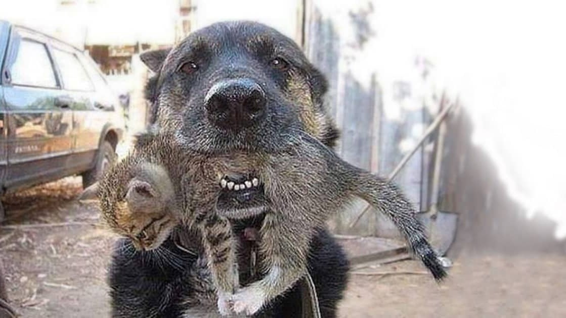 Cachorro herói entra em casa em chamas para salvar seu amigo gatinho