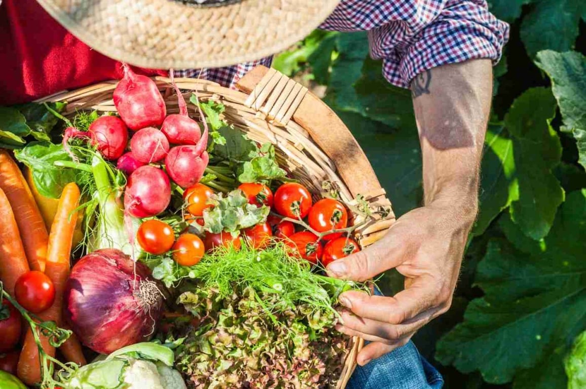 10 erros que podem destruir sua horta; saiba como preveni-los