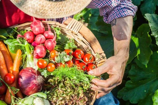 10 erros que podem destruir sua horta; saiba como preveni-los