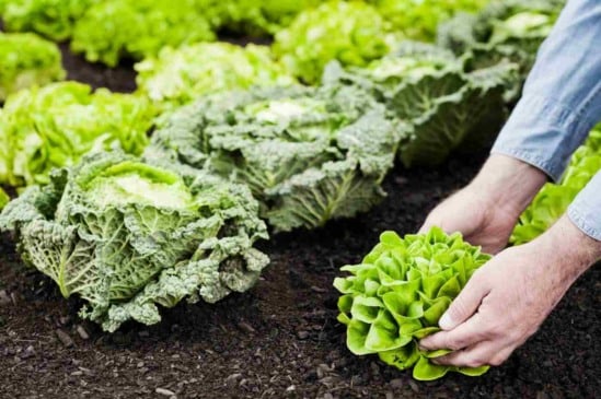 Veja 6 erros comuns cometidos em hortas e como evitá-los