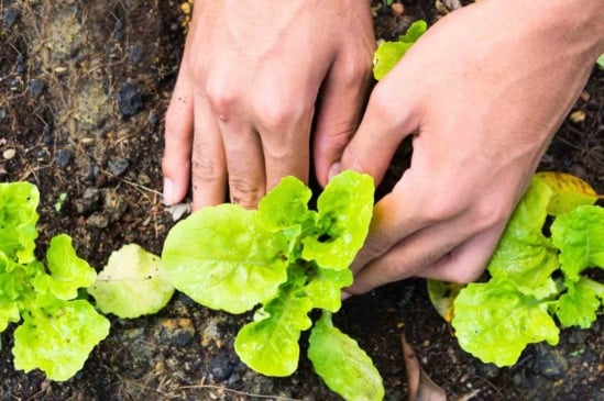 Cultivo de vegetais no outono: dicas para uma horta produtiva e saudável