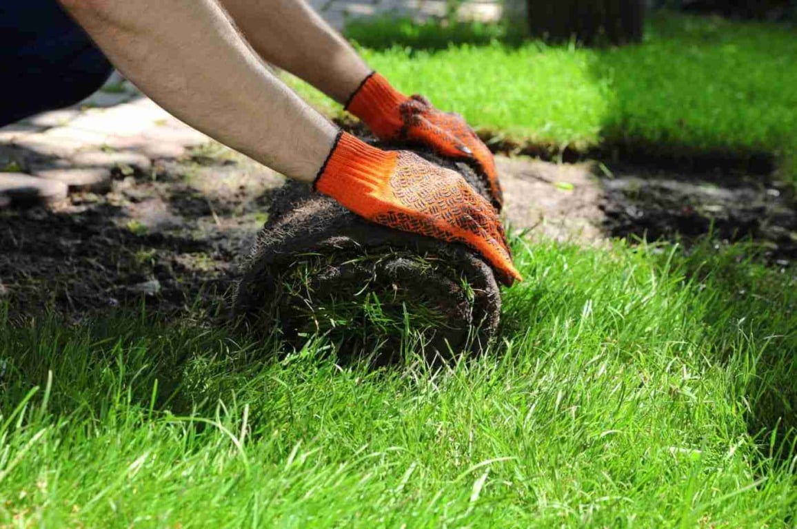 Veja quais são as melhores variedades de grama para um jardim exuberante