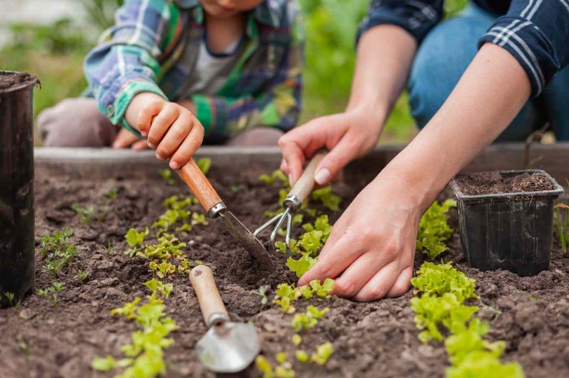 É iniciante na jardinagem e não sabe o que cultivar? Veja 7 plantas para começar sua horta É iniciante na jardinagem e não sabe o que cultivar? Veja 7 plantas para começar sua horta