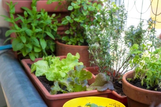 Descubra os melhores vegetais para plantar em espaços pequenos