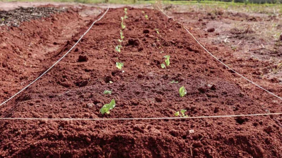 Canteiro de horta com mudas de alface.