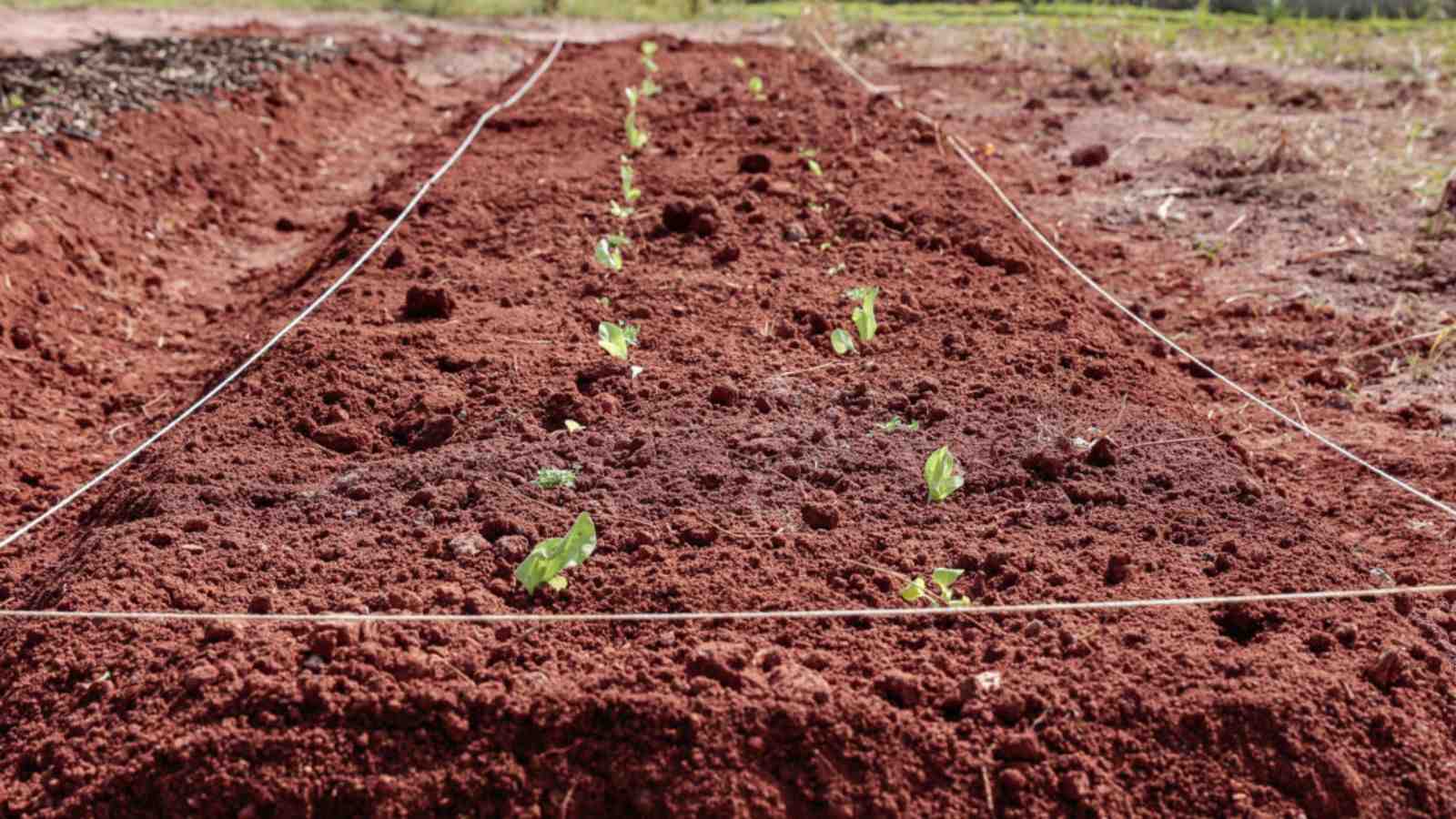 Canteiro de horta com mudas de alface.