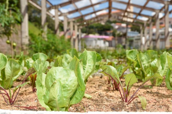 Foto: Prefeitura de Jundiaí