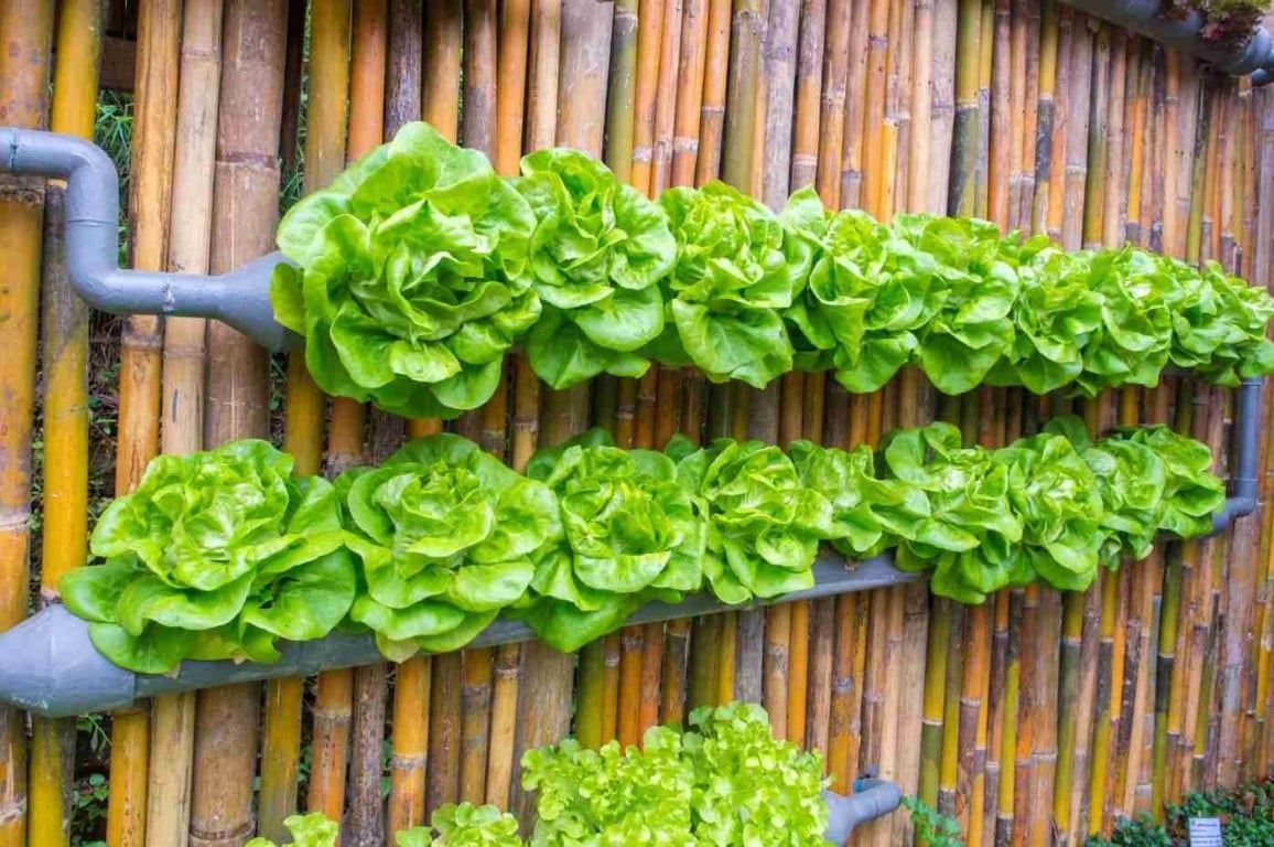 Horta vertical: como aproveitar espaços pequenos para cultivar alimentos frescos