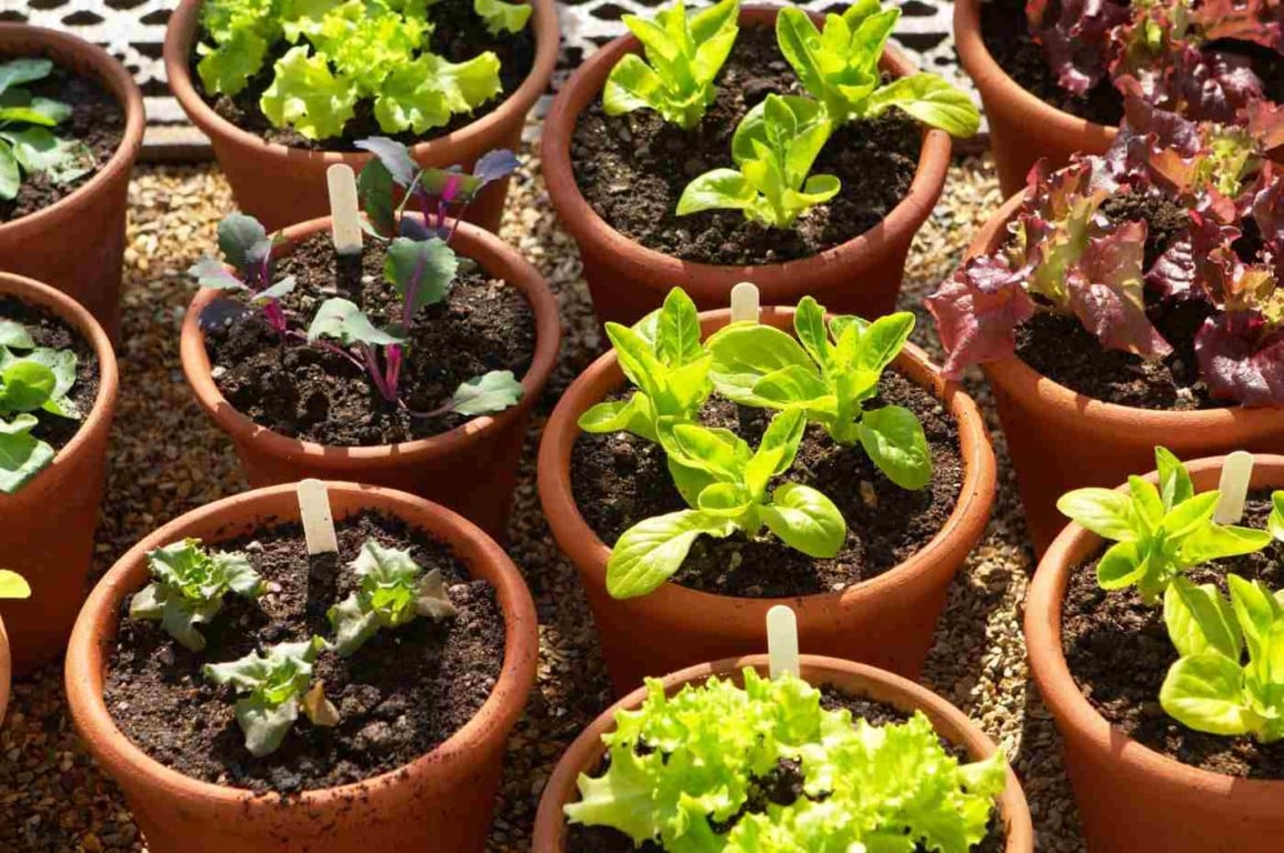 8 hortaliças ideais para plantar no outono