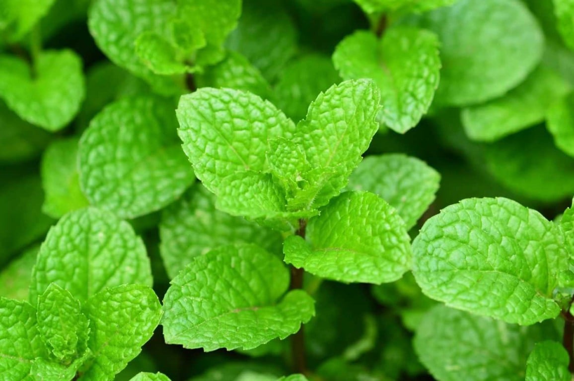 Hortelã em casa: aprenda a cultivar essa planta aromática com um passo a passo simples