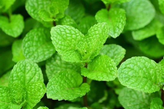 Hortelã em casa: aprenda a cultivar essa planta aromática com um passo a passo simples