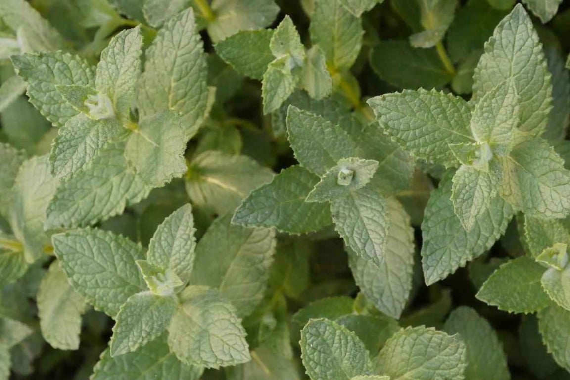 hortelã-pimenta-foto-de-cima-compressed