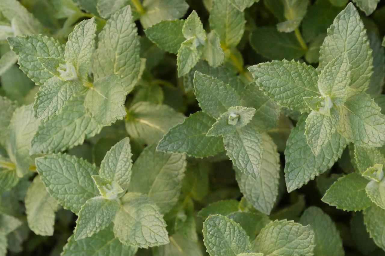 hortelã-pimenta-foto-de-cima-compressed