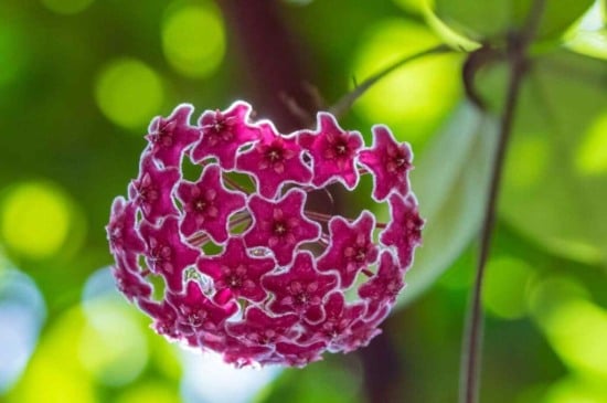 Deixe seu jardim lindo com a flor-de-cera! Saiba mais sobre essa bela planta