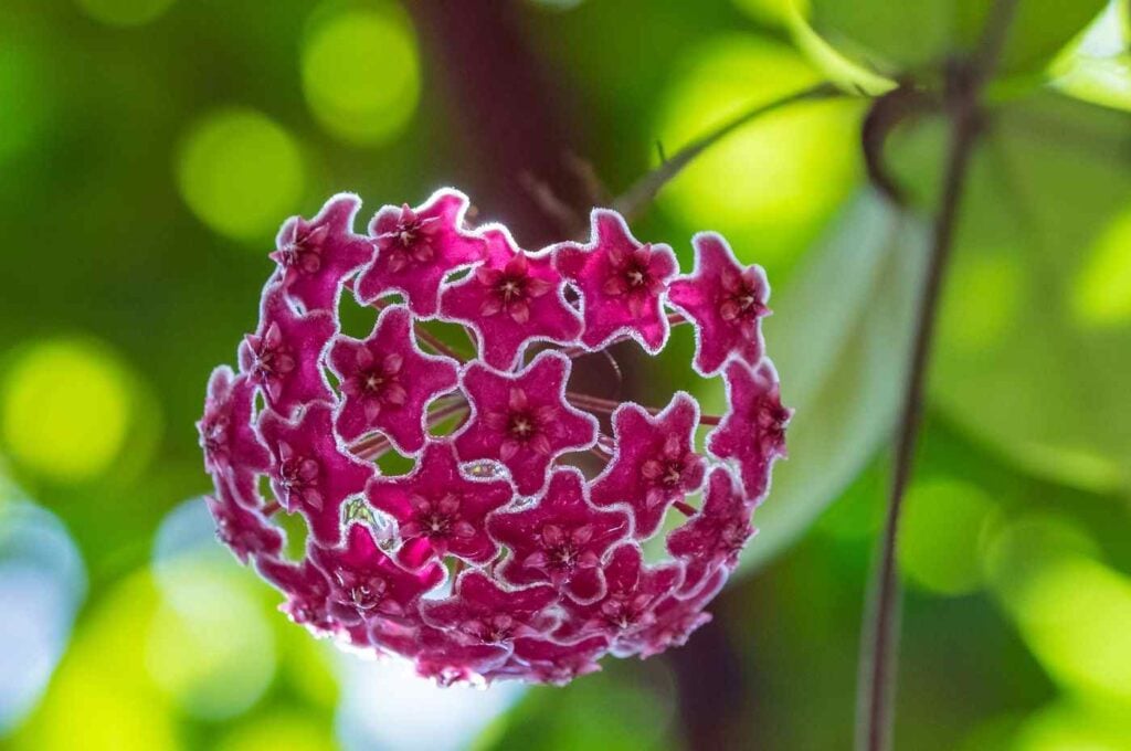 Deixe seu jardim lindo com a flor-de-cera! Saiba mais sobre essa bela planta