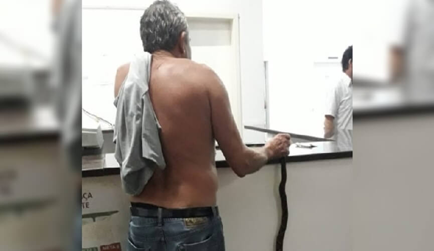 Idoso é picado por Jararaca