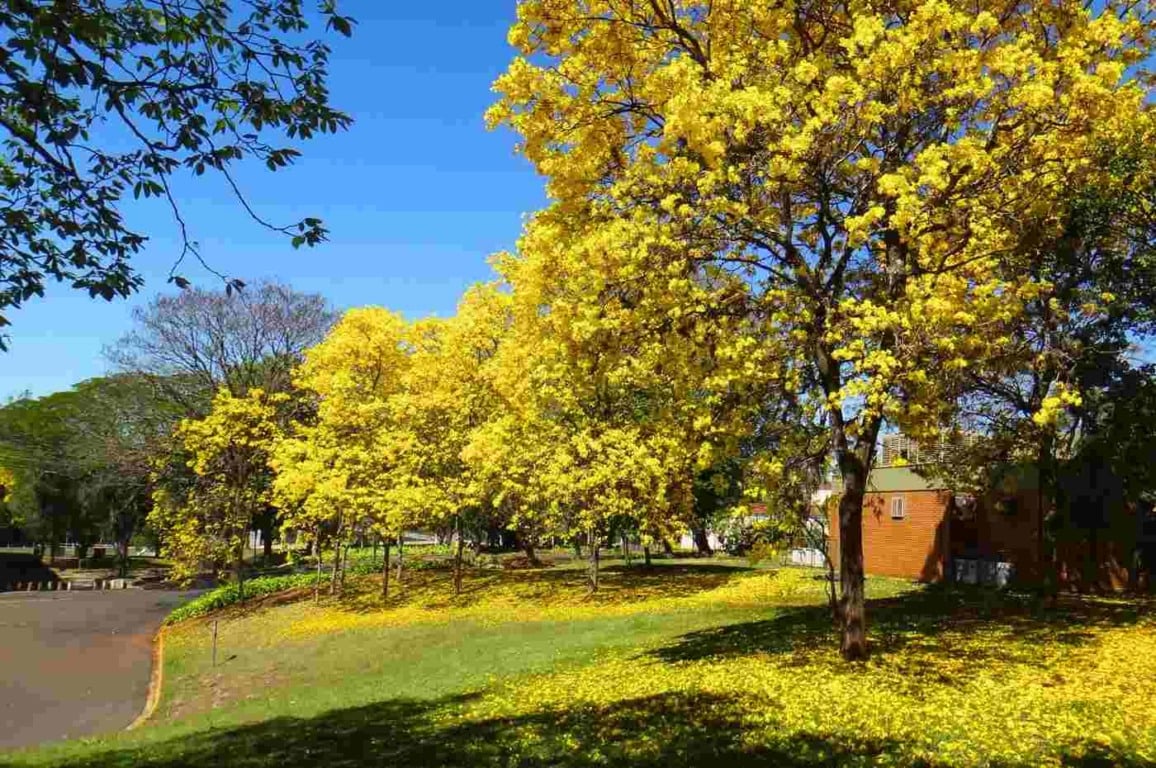 Cores vibrantes da primavera: a beleza da florada do ipê