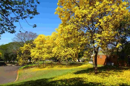 Cores vibrantes da primavera: a beleza da florada do ipê