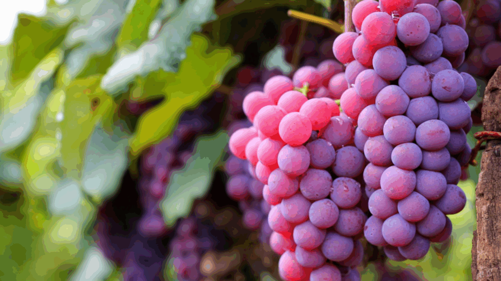 Jundiaí concorre o Prêmio Top Destinos Turísticos 2021, vote!