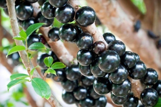 Cultivando jabuticaba em vasos: sabores da natureza ao alcance das suas mãos