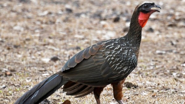 Idoso é detido por matar Jacu com estilingue em Jundiaí