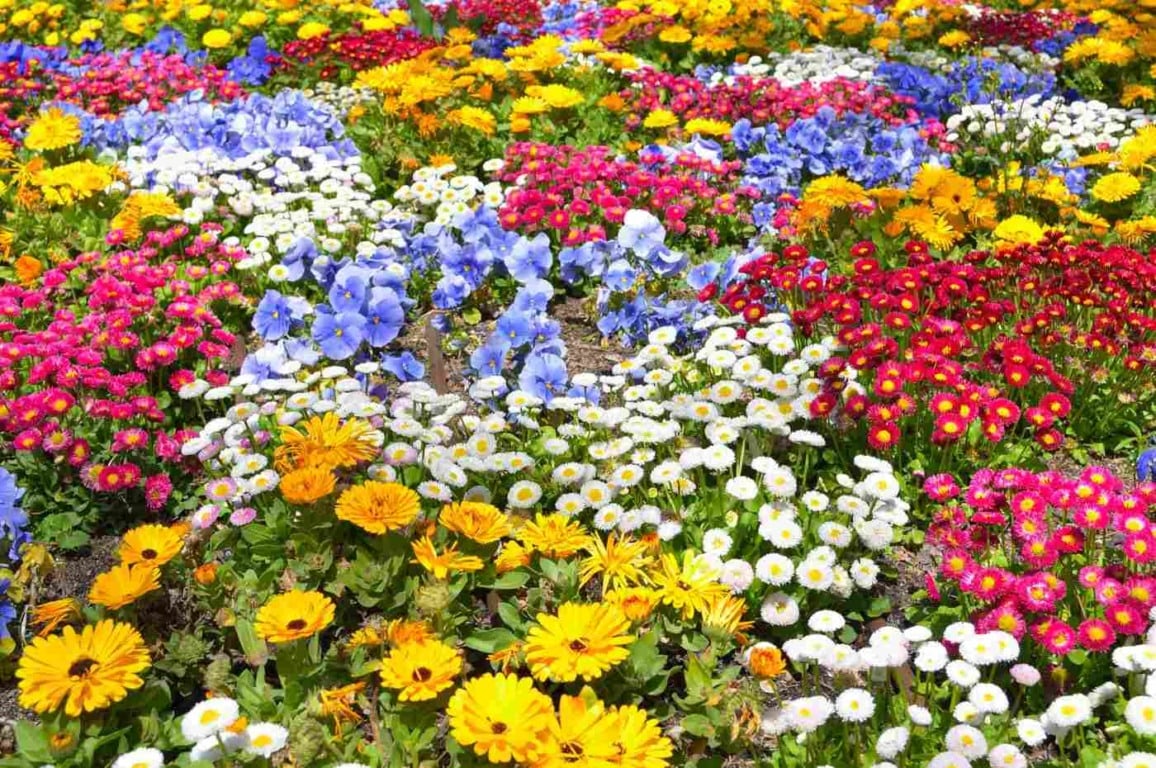 Jardim florido o ano inteiro: saiba quais plantas escolher para cada estação