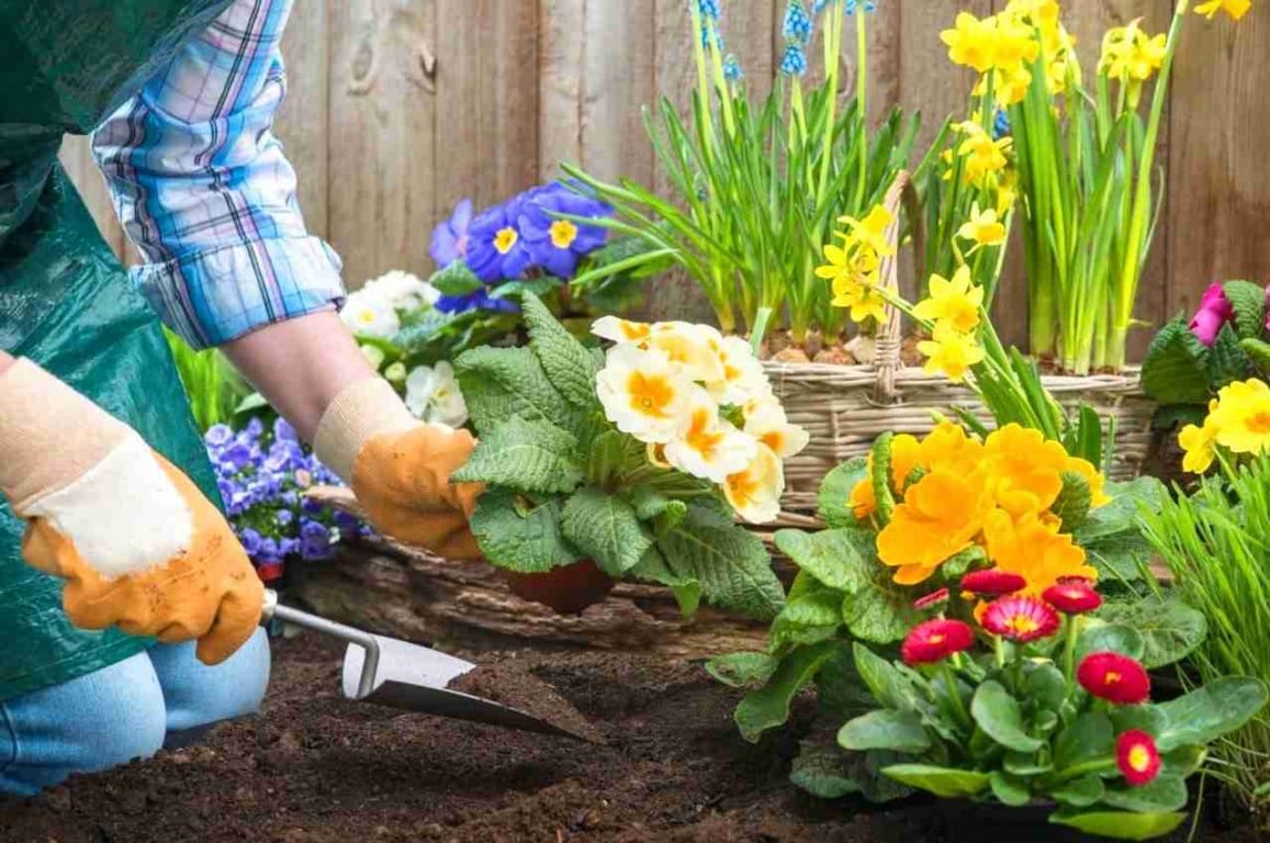 Flores fáceis de cultivar: veja 5 opções para fazer um lindo canteiro