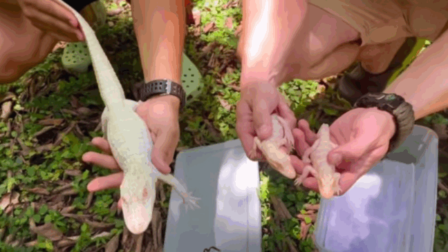 Foto: Reprodução/Facebook/Wild Florida