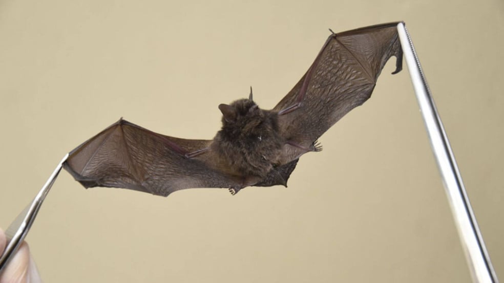 Jundiaí identifica morcego positivo para raiva