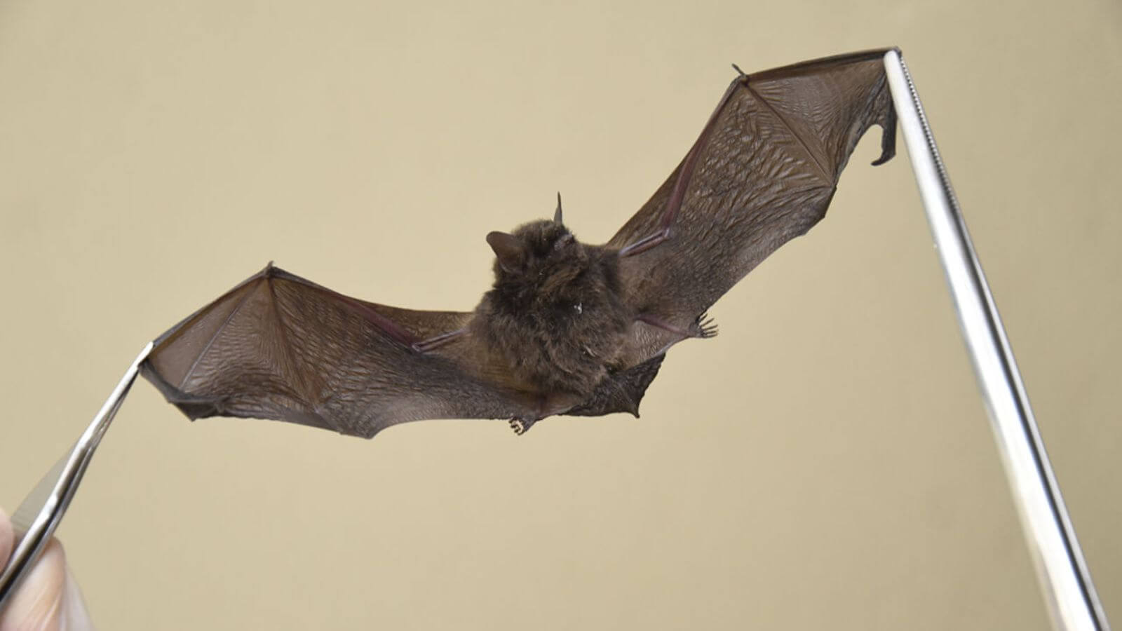 Jundiaí identifica morcego positivo para raiva