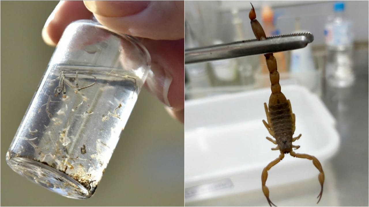 Vidro com larvas de Aedes Aegtpti e escorpião