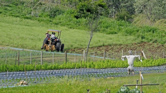 Produção rural em Jundiaí