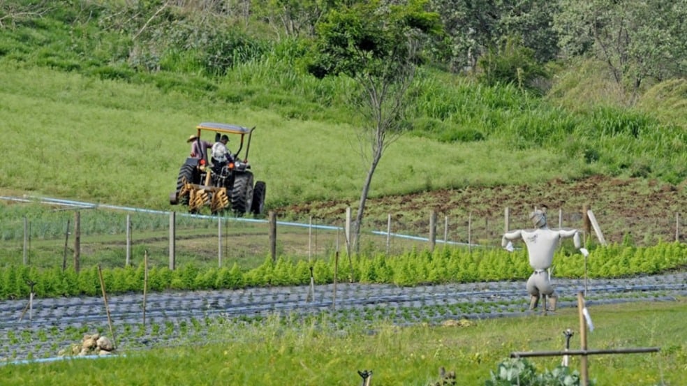 Produção rural em Jundiaí