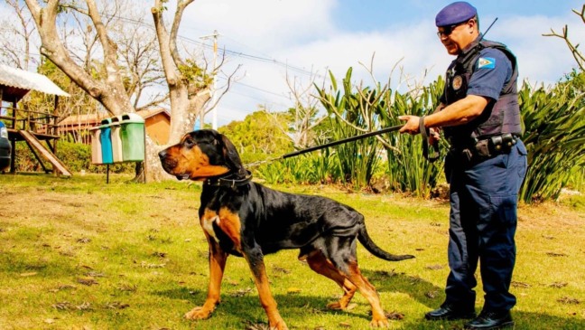 Cão farejador, integrante do Canil da GCM de Itupeva, é considerado pela justiça para definição de sentença