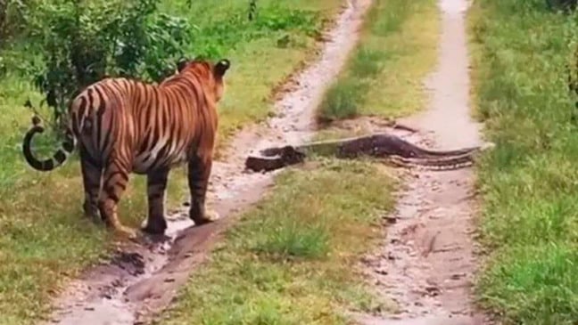 Vídeo viral mostra encontro entre tigre e píton na Índia