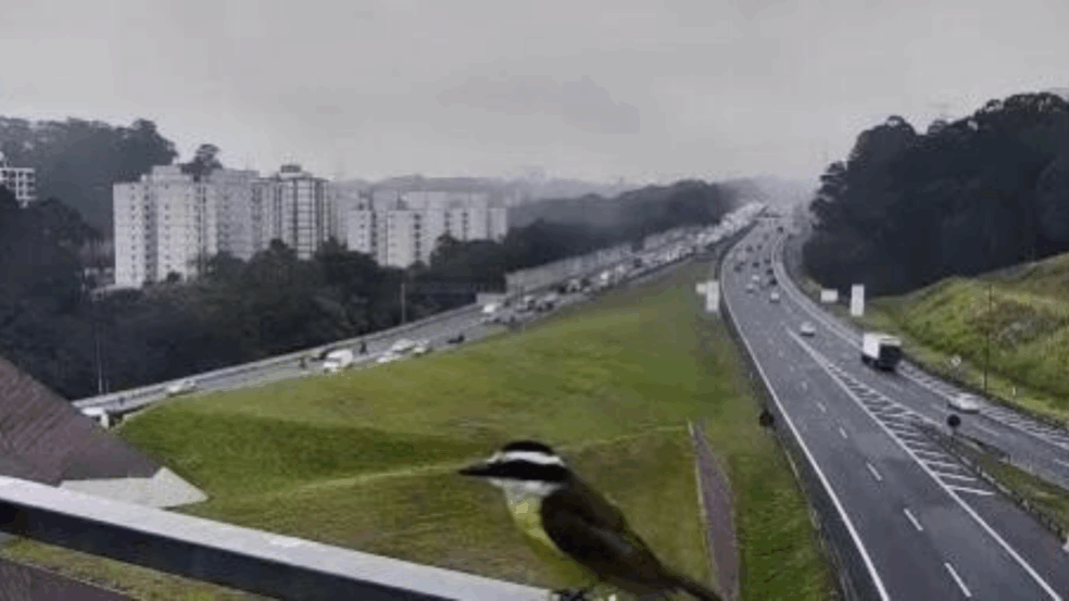 Bem-te-vi pousa em frente à câmera de monitoramento na Rodovia dos Bandeirantes