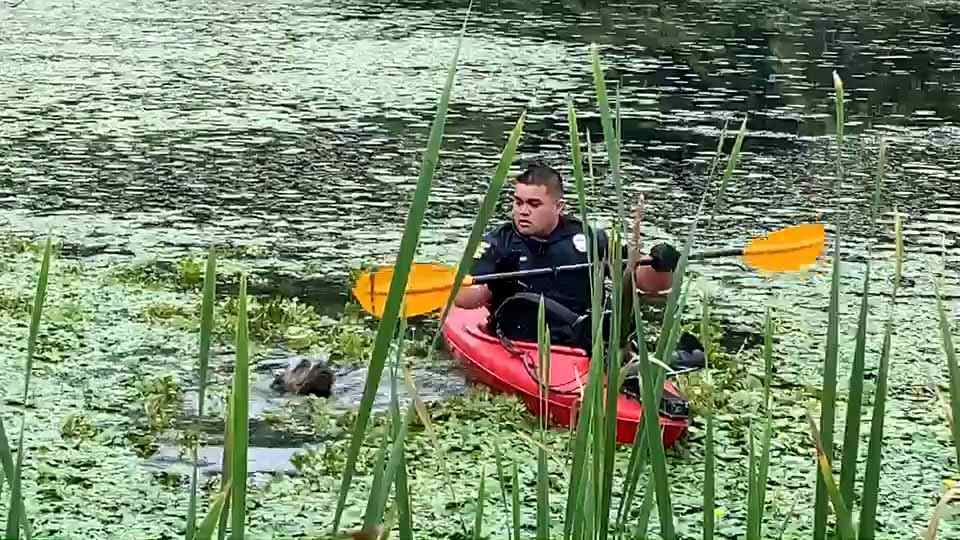 (Foto: Reprodução/catiororeflexivo)